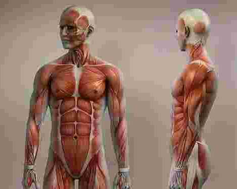accredited-musculoskeletal-sonography-course-in-nyc