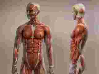 accredited-musculoskeletal-sonography-course-in-nyc-small-0