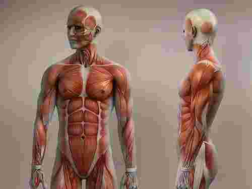 accredited-musculoskeletal-sonography-course-in-nyc