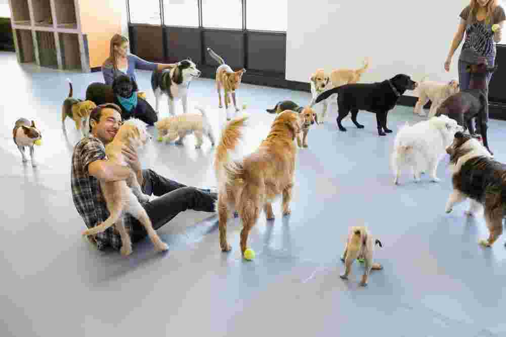 best-dog-daycare-in-powell-gilhurst-big-0