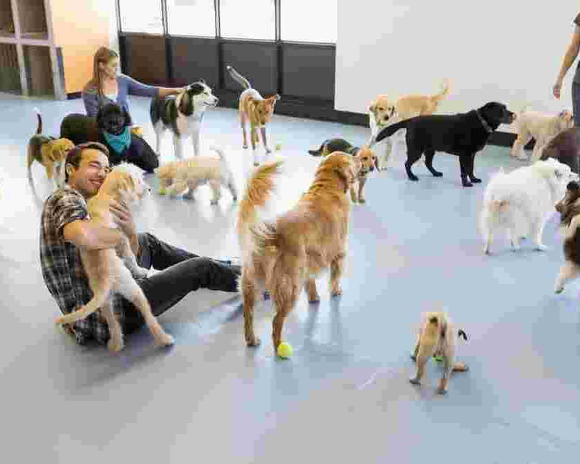 best-dog-daycare-in-powell-gilhurst