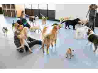 best-dog-daycare-in-powell-gilhurst-small-0