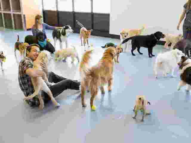 best-dog-daycare-in-powell-gilhurst