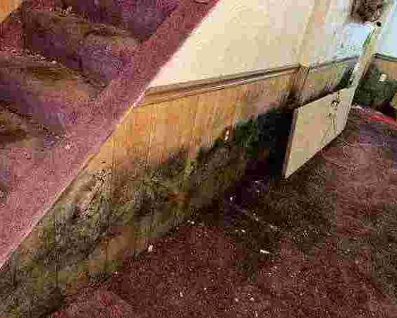 certified-mold-remediation-rochester-epa-compliant-solutions
