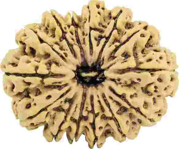 14-mukhi-rudraksha-benefits-for-strength-protection-success-big-0