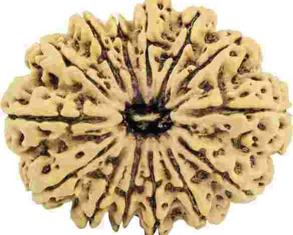 14-mukhi-rudraksha-benefits-for-strength-protection-success