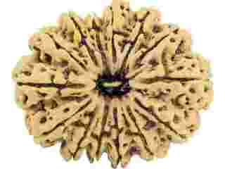 14-mukhi-rudraksha-benefits-for-strength-protection-success-small-0