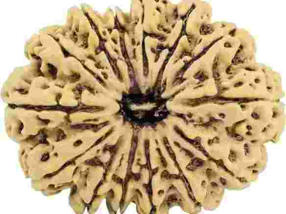 14-mukhi-rudraksha-benefits-for-strength-protection-success