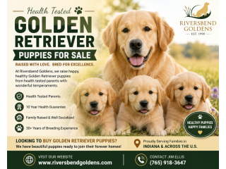 health-tested-golden-retriever-puppies-for-sale-small-0