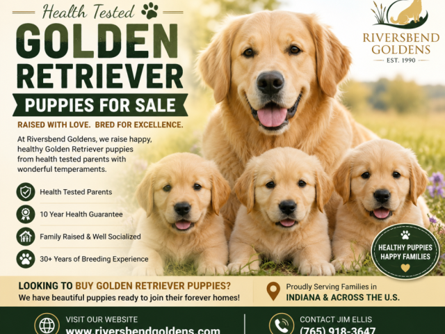 health-tested-golden-retriever-puppies-for-sale