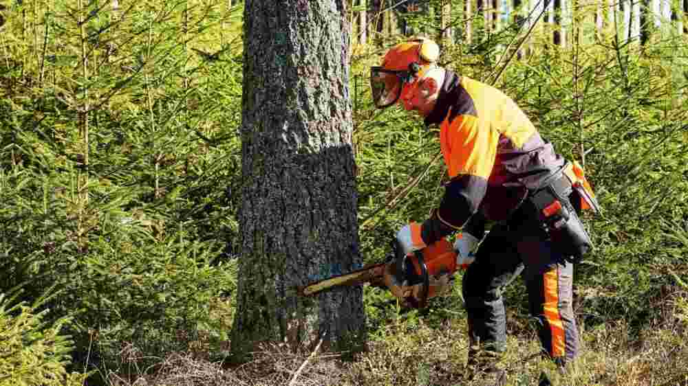 tree-removal-the-woodlands-big-0