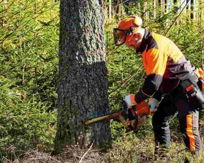 tree-removal-the-woodlands