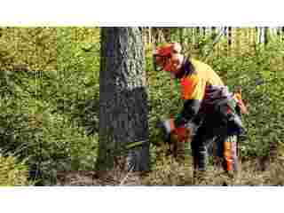 tree-removal-the-woodlands-small-0