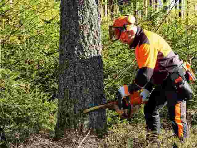 tree-removal-the-woodlands