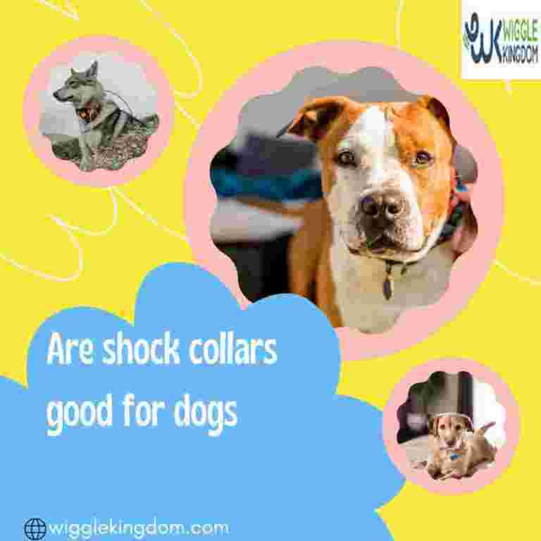how-to-calm-small-dogs-using-a-shock-collar-safely-big-0