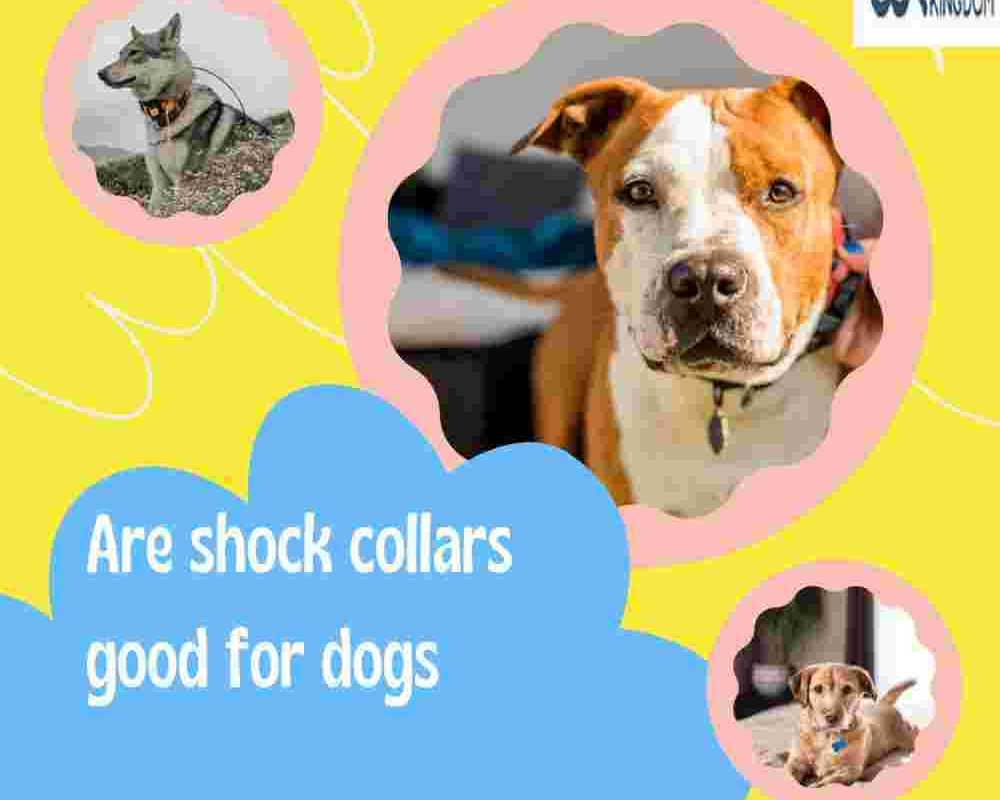 how-to-calm-small-dogs-using-a-shock-collar-safely