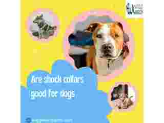 how-to-calm-small-dogs-using-a-shock-collar-safely-small-0