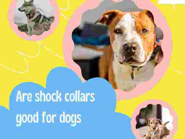 how-to-calm-small-dogs-using-a-shock-collar-safely