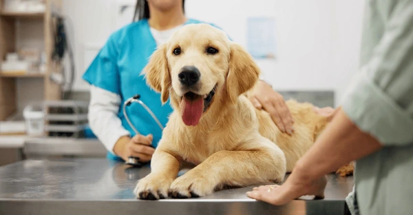 senior-pet-care-for-a-better-quality-of-life-big-0