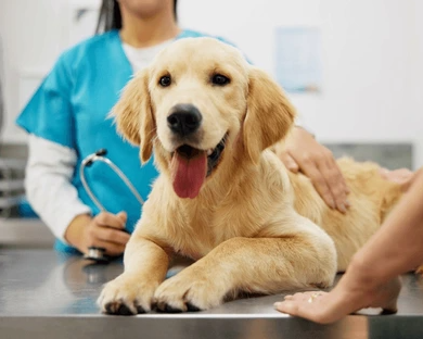 senior-pet-care-for-a-better-quality-of-life