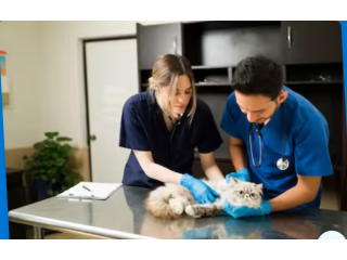 senior-pet-care-for-a-better-quality-of-life-small-1