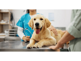 senior-pet-care-for-a-better-quality-of-life-small-0