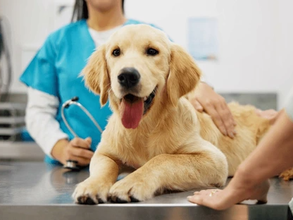 senior-pet-care-for-a-better-quality-of-life