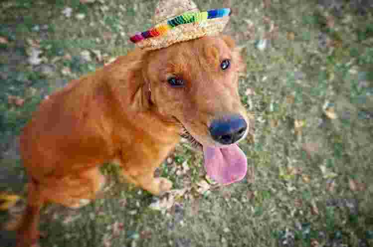english-golden-retriever-indiana-big-0