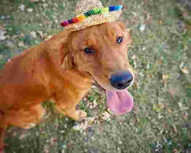 english-golden-retriever-indiana