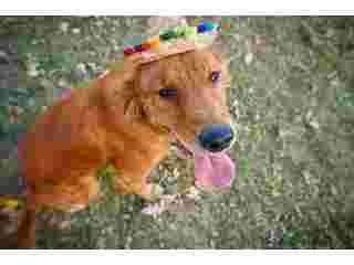 english-golden-retriever-indiana-small-0