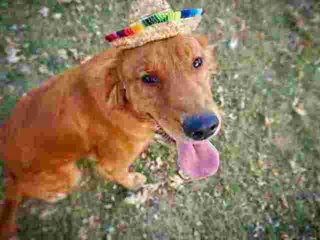 english-golden-retriever-indiana
