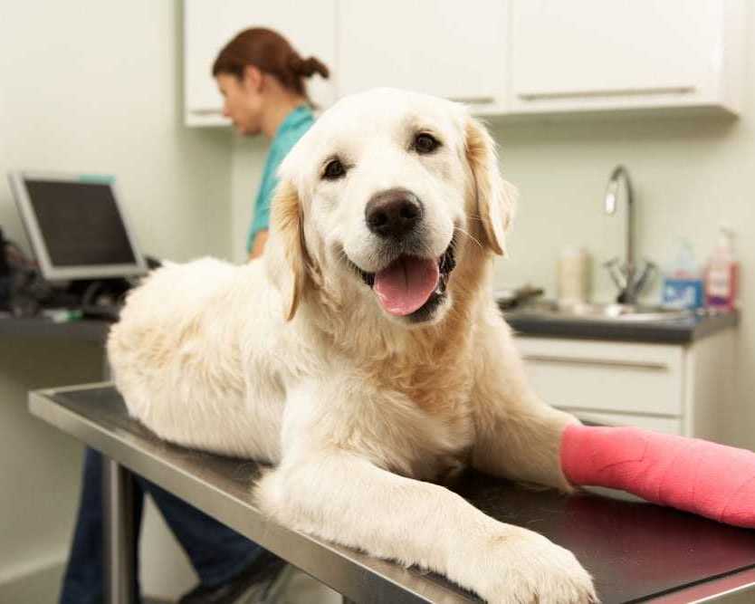 comprehensive-veterinary-support-close-to-home