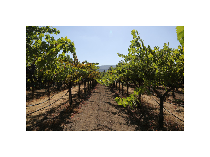 premium-winery-tours-sonoma-and-napa-with-tour-napa-sonoma-small-0