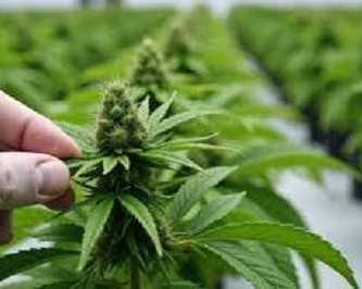 buy-clones