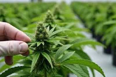 buy-clones-big-0