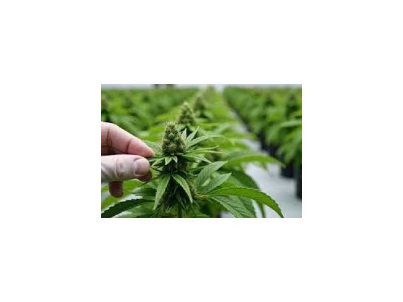 buy-clones-small-0