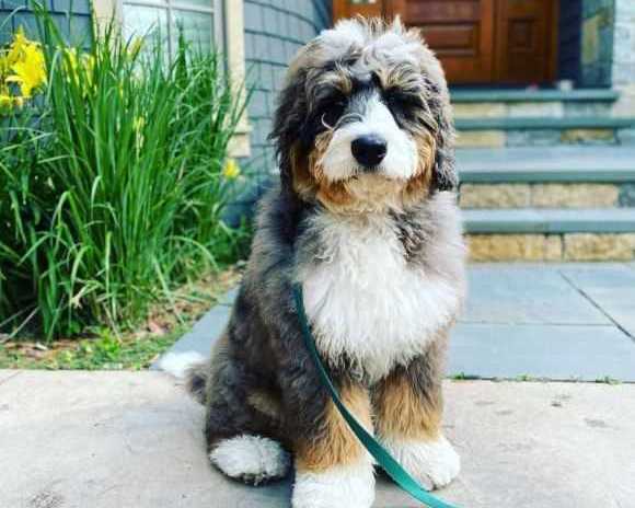 bernedoodle-breeder-in-riverside-county