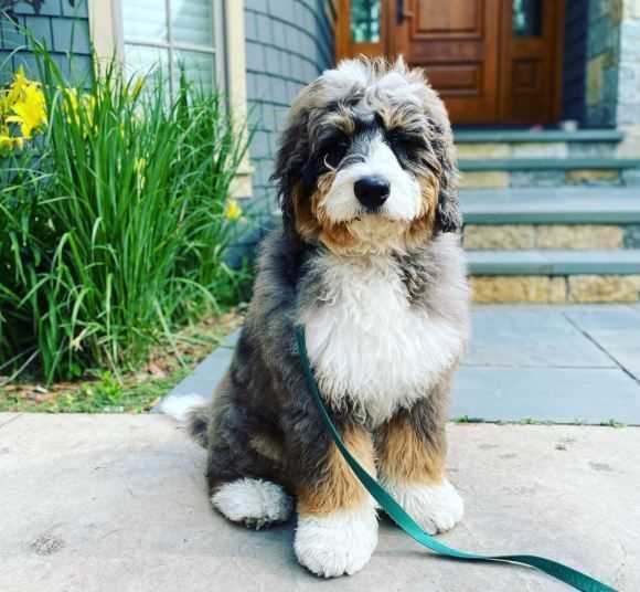 bernedoodle-breeder-in-riverside-county-big-0