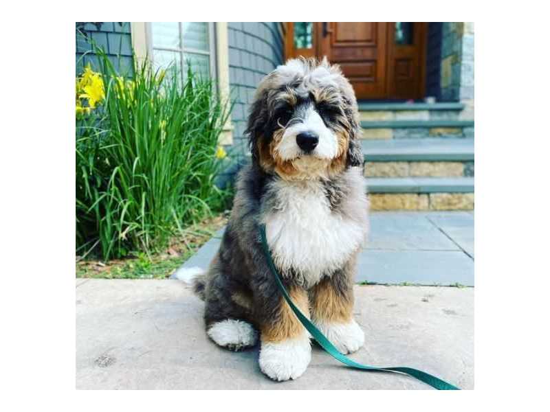 bernedoodle-breeder-in-riverside-county-small-0