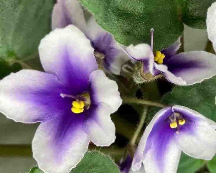 nadeau-african-violet-miniature-seeds