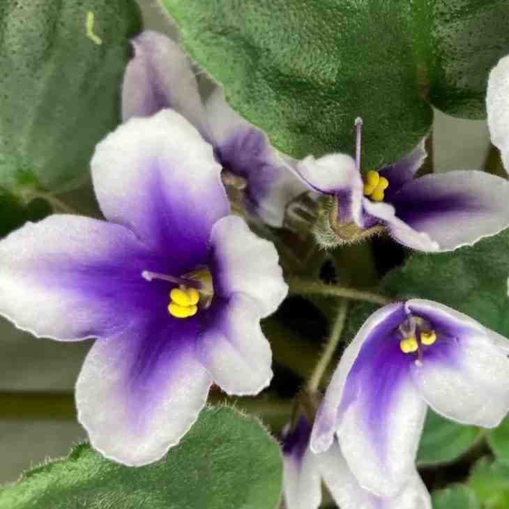 nadeau-african-violet-miniature-seeds-big-0