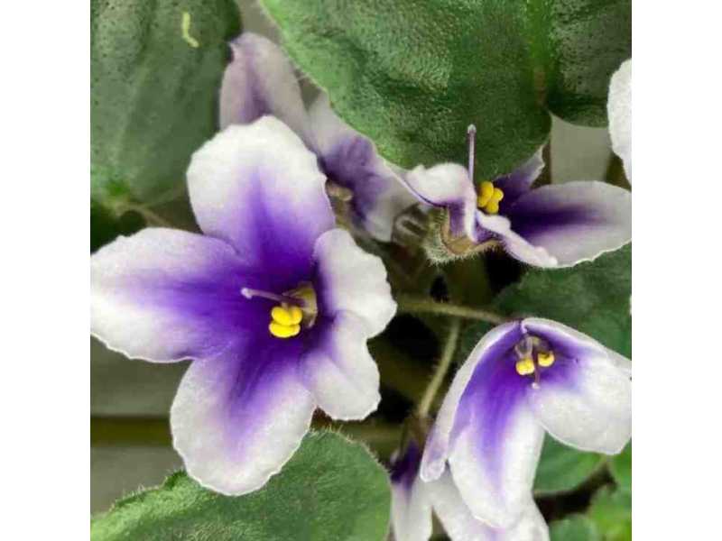 nadeau-african-violet-miniature-seeds-small-0