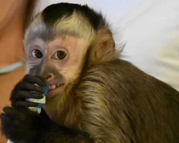 kylo-capuchin-monkey-pet