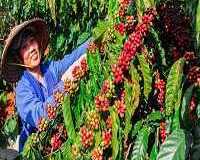 decaf-coffee-swiss-water-process-explained