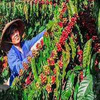 decaf-coffee-swiss-water-process-explained-big-0