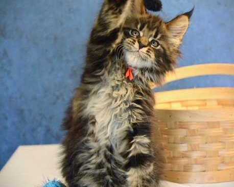 premium-maine-coon-cats-for-sale-find-your-perfect-maine-coon-companion