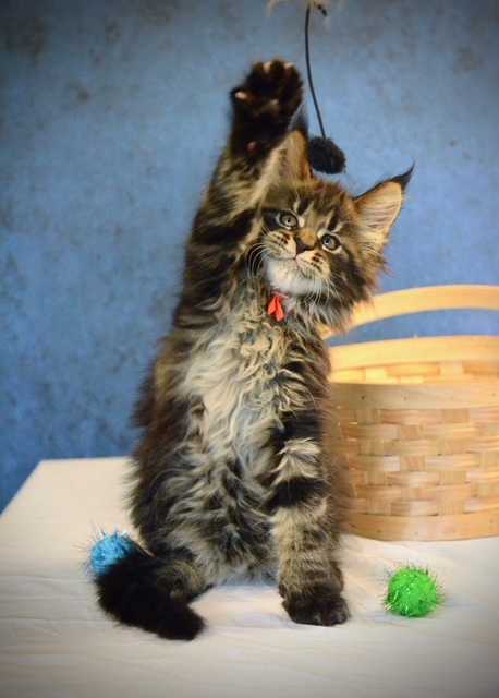 premium-maine-coon-cats-for-sale-find-your-perfect-maine-coon-companion-big-0