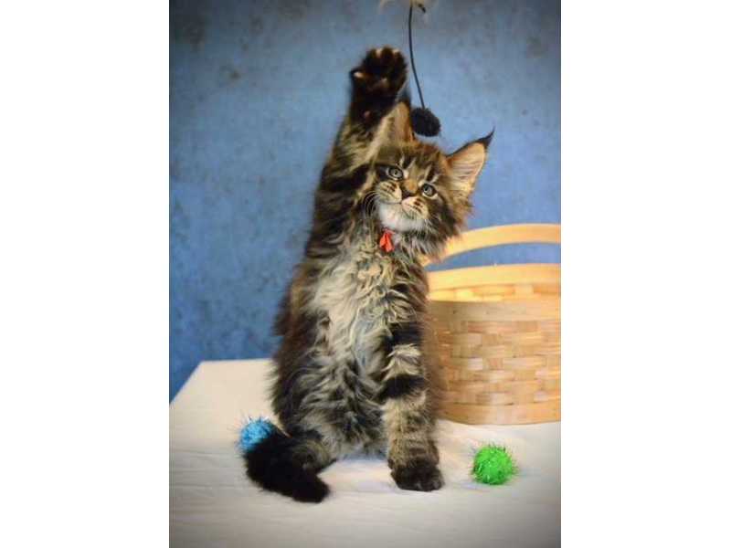 premium-maine-coon-cats-for-sale-find-your-perfect-maine-coon-companion-small-0