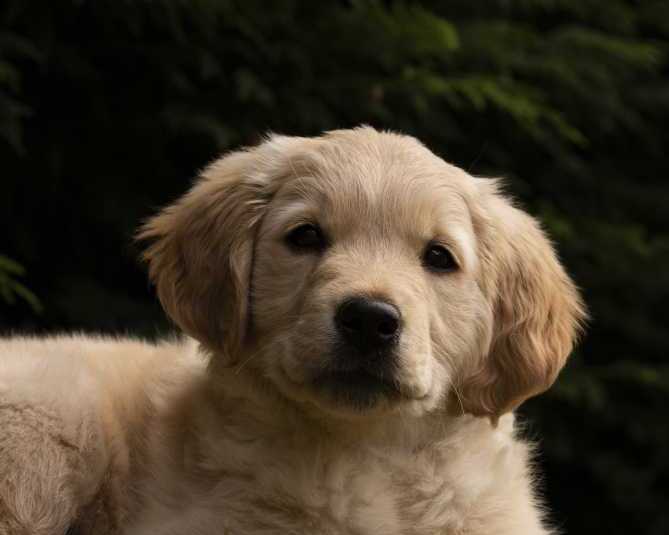 golden-retriever-puppies-near-nashville