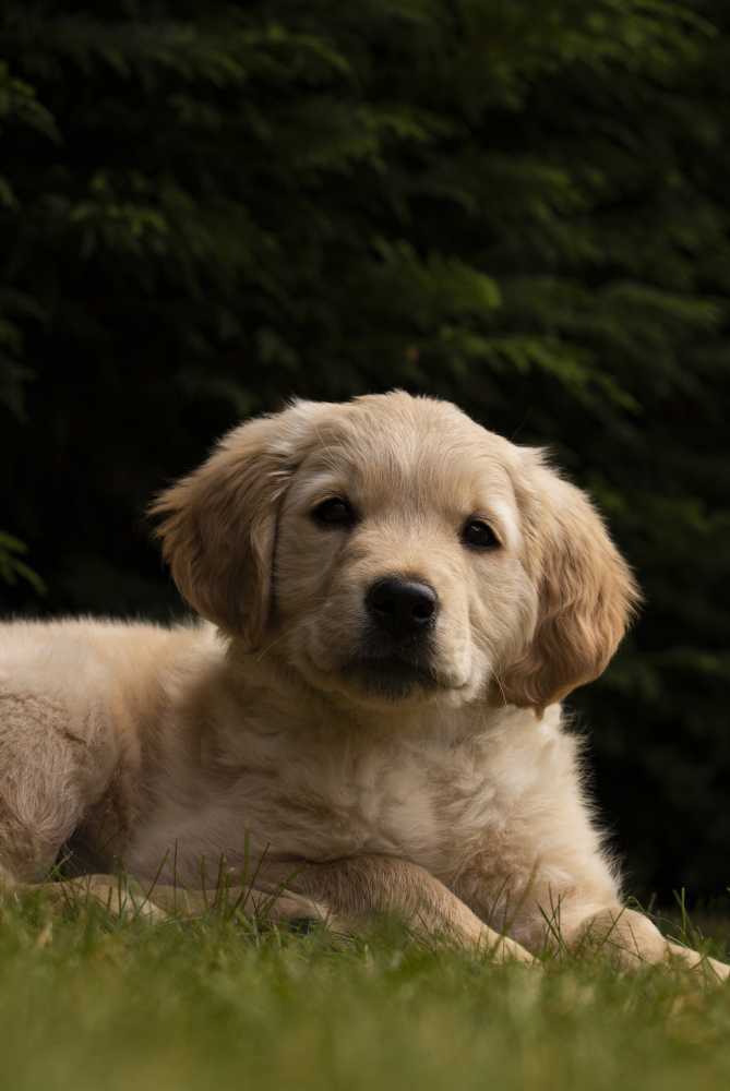 golden-retriever-puppies-near-nashville-big-0